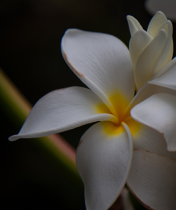 White Flower with Yellow Center