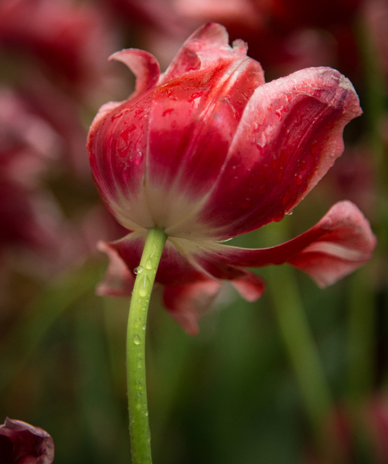 Red and white tulip