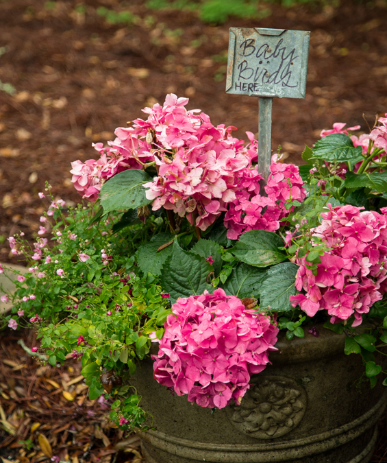 Baby Birds sign in pink hydrangeas