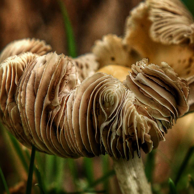 Mushrooms